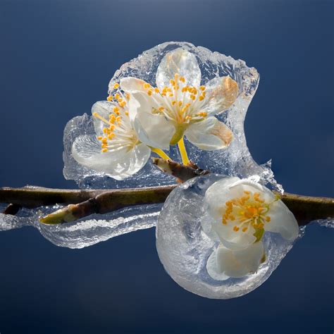 Frozen Flowers on Behance