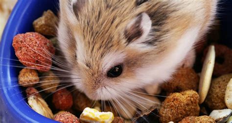 Hamster Diet: All About Vitamins