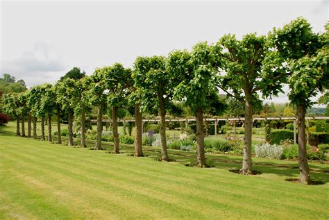 Pleached Lime Trees at Court Farm, Broadway, Worcestershir… | Flickr