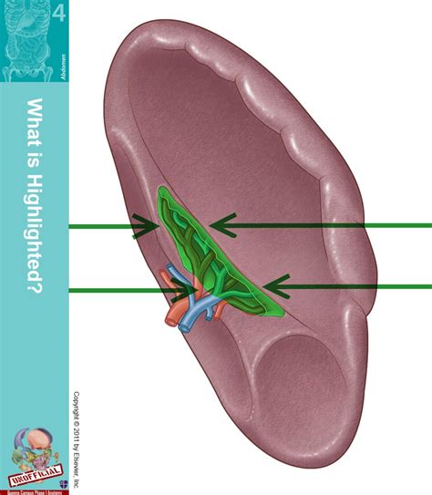 Level 54 - Durham University Medicine (Year One), - Memrise