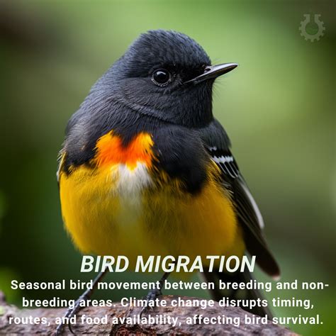 Climate Change Poster Collection of the Day – Bird Migration - Science4Data