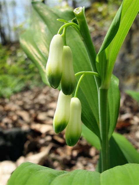 Polygonatum biflorum (smooth Solomon's-seal, great Solomon's-seal ...