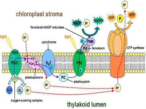 Photosynthesis part 2