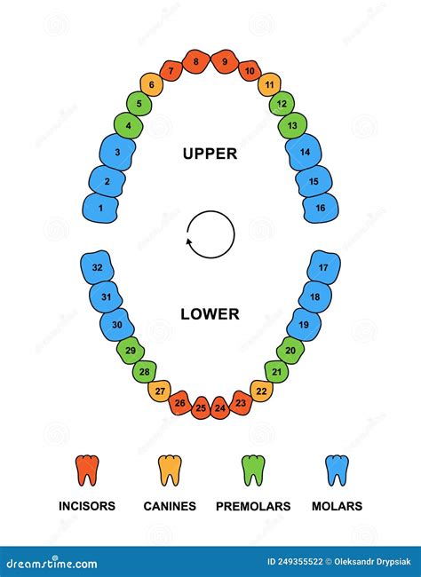 Adult Teeth Dentition Anatomy With Descriptions. Upper And Lower Jaw Parts - Incisor, Canine ...