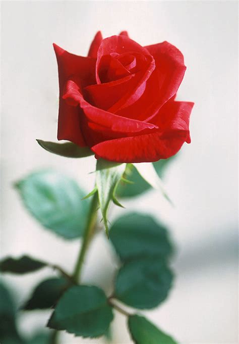 File:Red rose.jpg - Wikipedia