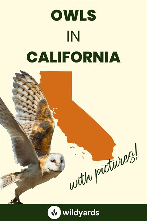 All 12 Owls in California [With Sounds & Pictures]