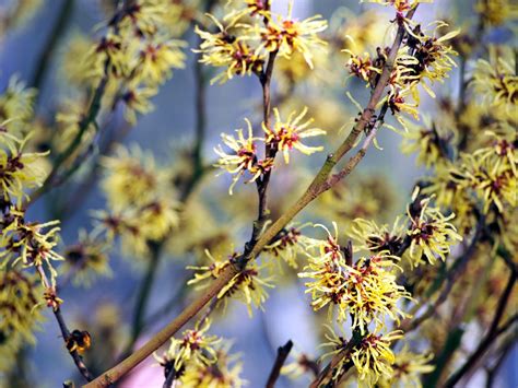 Witch-Hazel - Hamamelis Virginiana | Shrubs | Cold Stream Farm