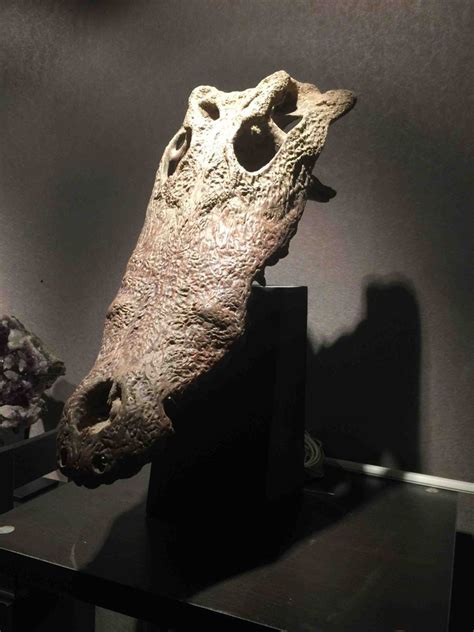 Crocodylus porosus Skull - Members Gallery - The Fossil Forum