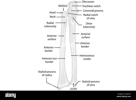 Ulnar styloid process Cut Out Stock Images & Pictures - Alamy