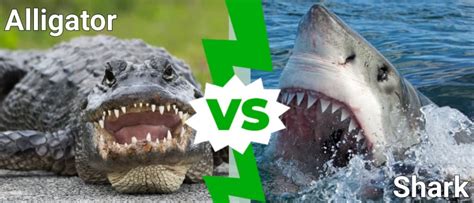 Shark vs Alligator: Who Would Win in a Fight? - IMP WORLD