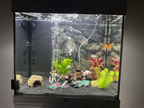 Friend has 4 fancy goldfish in 120 litre tank : r/shittyaquariums