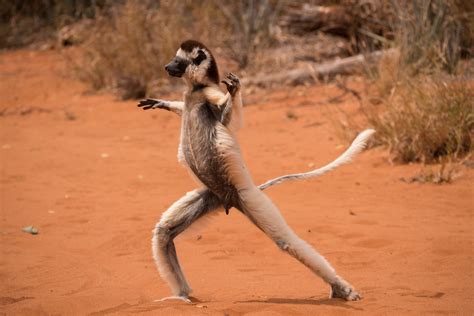 Dancing Sifaka lemur | Berenty, Madagascar | Rikard Ambric | Flickr