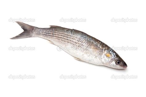 Grey Mullet fish Stock Photo by ©west1 26436855