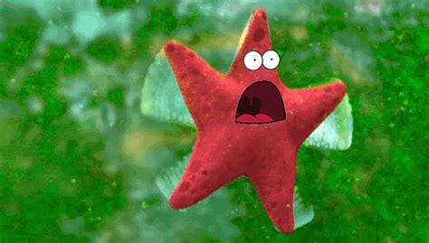 spongebob squarepants patrick star gif | WiffleGif