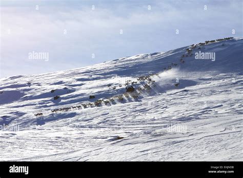 reindeer herd in norway Stock Photo - Alamy