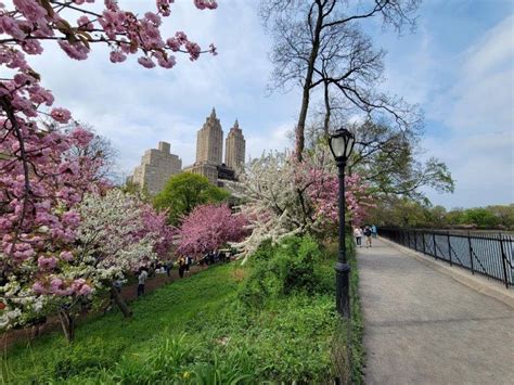 7 Best Viewing Spots for Cherry Blossoms in Central Park