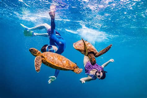 Snorkel Cook Islands | Best Snorkelling & Rarotonga Turtle Tours