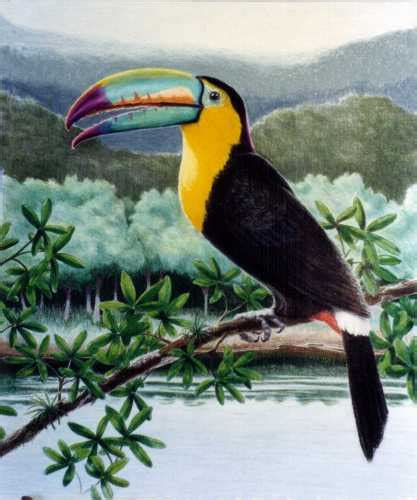 10 Interesting Toucan Facts | My Interesting Facts