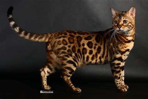 Bengal | Cat breeds, Domestic cat breeds, Domestic cat
