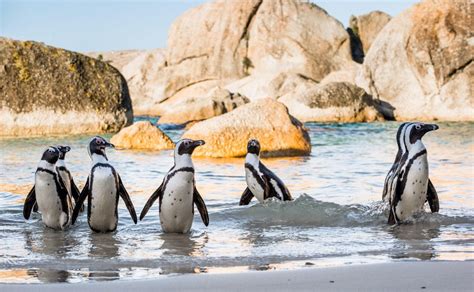 Private Cape Town and Penguins at Boulders Beach Tour - Cape Town | Project Expedition