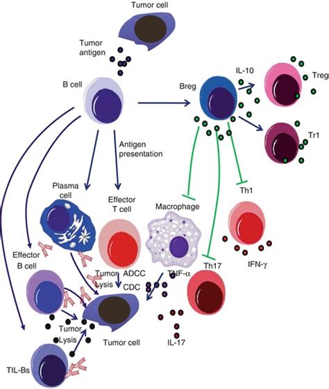 B Cells in Cancer Immunology: For or Against Cancer Growth? | Oncohema Key