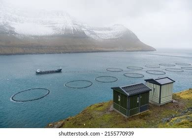 Salmon Farming Fjord Faroe Islands Stock Photo 2155770939 | Shutterstock