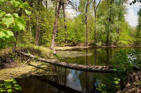 Premium Photo | Wooden bridge across the lake