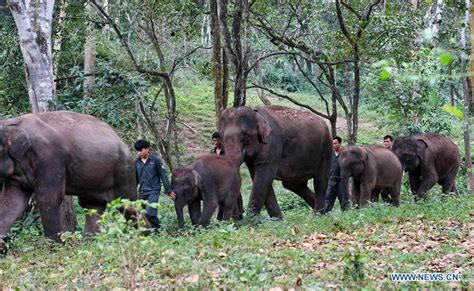 Conservation of Asian elephants in SW China's Yunnan - Xinhua | English.news.cn