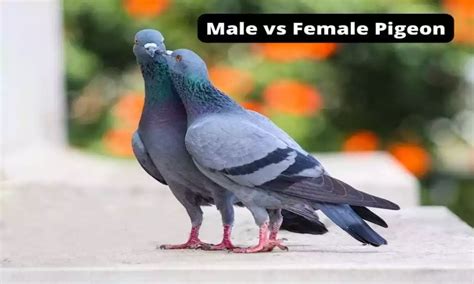 Difference Between Male and Female Pigeon