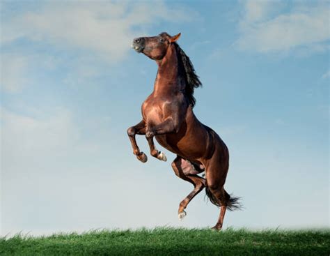 Rearing Horse Stock Photos, Pictures & Royalty-Free Images - iStock