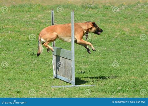 Dog jumping over fence stock image. Image of background - 103989637