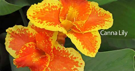 Canna Lily Care: Plant, Growing And Care For Canna Lilies