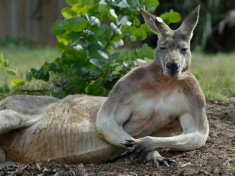 Kangaroo - Australia Wallpaper (32220270) - Fanpop