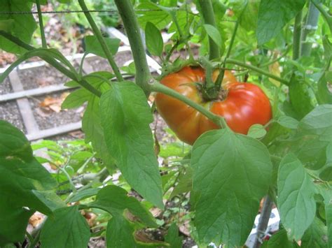 Beefmaster Hybrids - Caring For Beefmaster Tomato Plants | Gardening ...