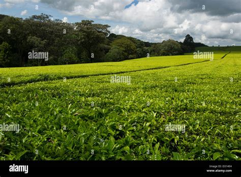 Tea plantation, Kericho, Western Kenya Stock Photo - Alamy