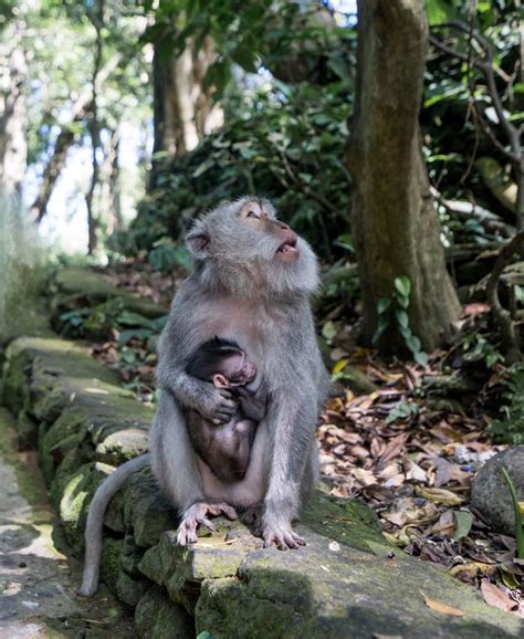 Sacred Monkey Forest Sanctuary In Ubud, Bali: Visitors Guide