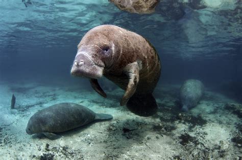 West Indian Manatee - Oceana