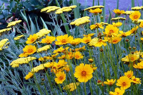 Flowers and Nature in my Garden: Coreopsis