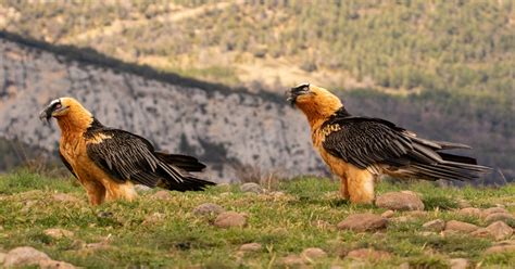 Interesting facts about the bearded vulture - Happy Beaks Blog