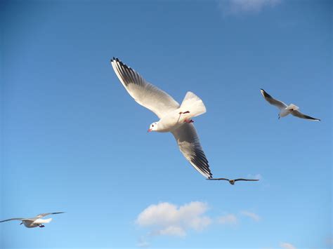 Free Images : sea, wing, sky, pelican, seabird, fauna, birds, seagulls ...