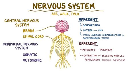 Nervous system anatomy and physiology - Osmosis