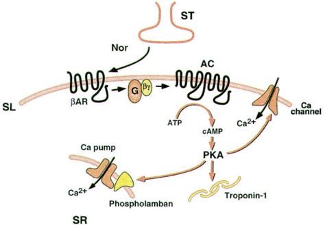 Signal Transduction Pathway Camp