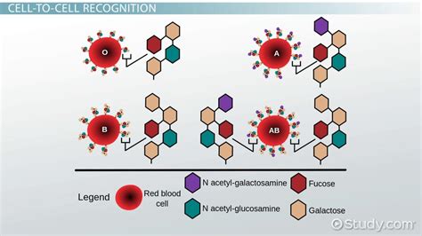 Glycoprotein Function in the Cell Membrane - Video & Lesson Transcript | Study.com