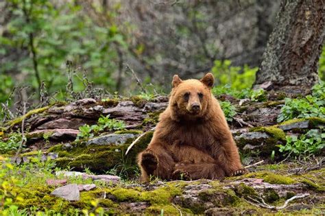 What Should You Do When the Bear Is Cinnamon? - The New York Times