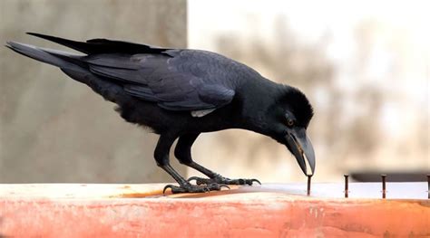 Are ravens as smart as us? | BBC Earth