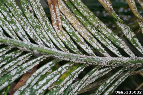 cycad aulacaspis scale (Aulacaspis yasumatsui)