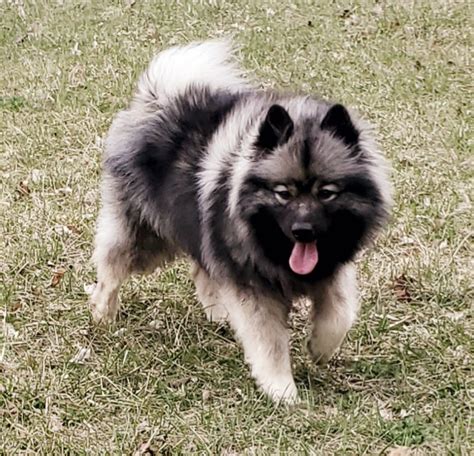 Keeshond Puppies For Sale - AKC PuppyFinder