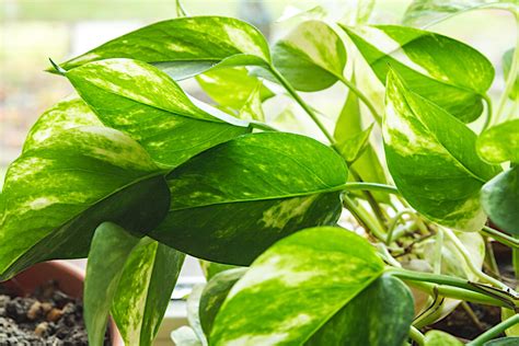 The Ultimate Guide to the Different Varieties of Pothos Plant - Plant ...