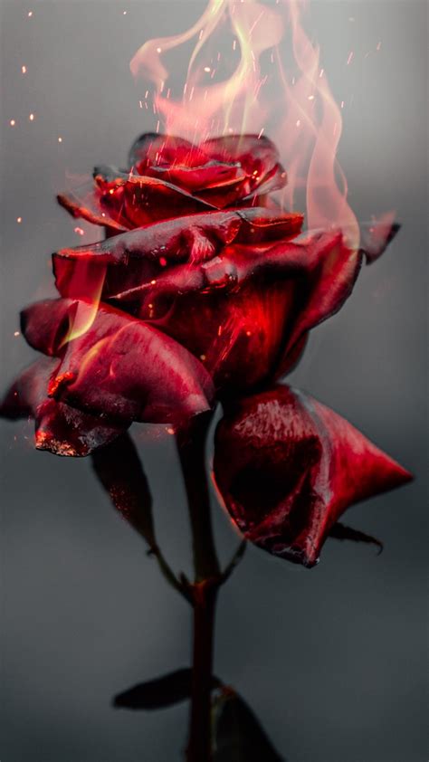 1080x1920 Burning Rose, fire, red flower wallpaper | Red flower wallpaper, Red roses wallpaper ...