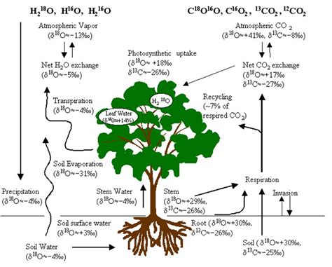 The Stable Isotopes Lab | Dan Yakir's Lab